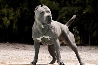 Nepochopitelný nárůst obliby nebezpečného plemene American bully XL. Někde už jsou zakázaní - Médium.cz